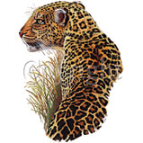 Custom Heat Transfer - Leopard 10x13-