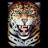 Custom Heat Transfer - Jaguar 11x15-