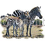 Custom Heat Transfer - Zebras 10x13-