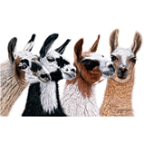Custom Heat Transfer - Llamas 10x11-