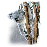 Custom Heat Transfer - Koala 11x15-