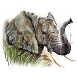 Custom Heat Transfer - Elephant 33 10x13-