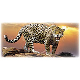 Custom Heat Transfer - Jaguar - Zoo Stripes 6x14-