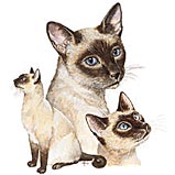 Custom Heat Transfer - Siamese 12x14