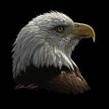 Custom Heat Transfer - Bald Eagle Portrait 11x15
